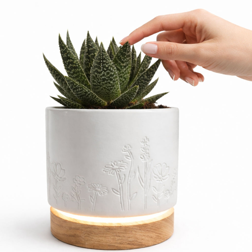 Magic Plantern - Wildflowers