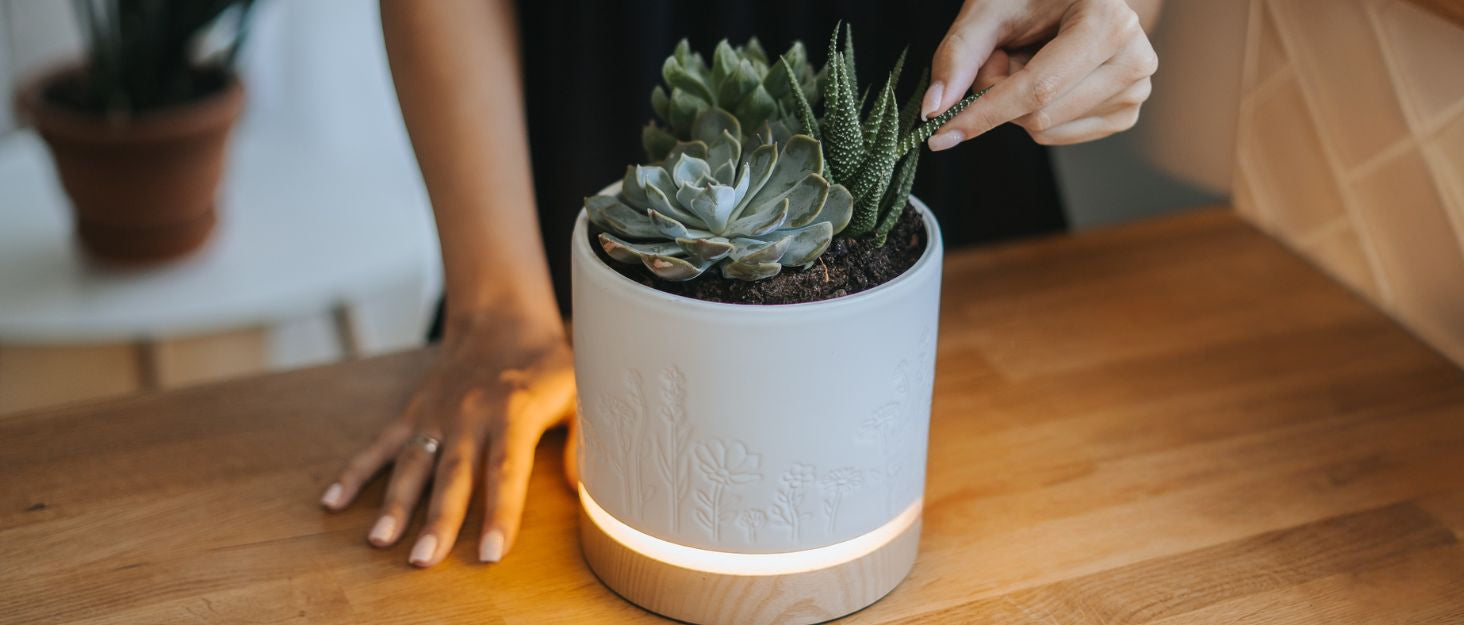 Magic Plantern is a modern magic planter touch lamp inspired by 70s planter lamp, Magic Plantern in a kitchen table and hand touching the plant leaves.