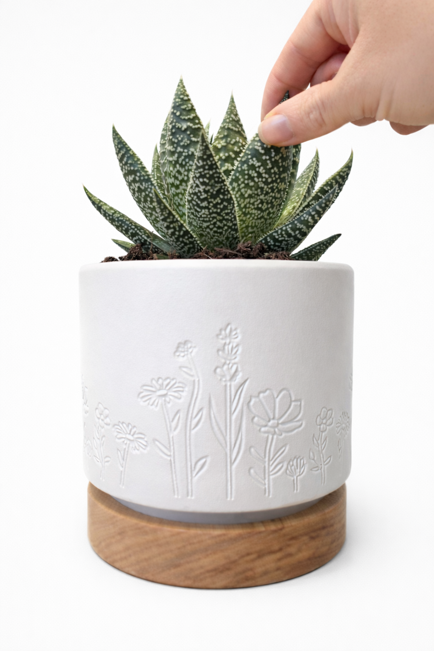 Hand touching the plant leaves to turn the Magic Plantern lamp on. 