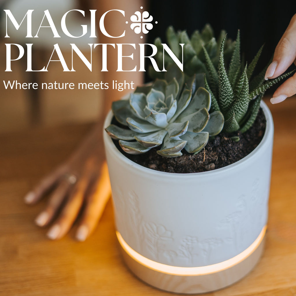 Magic Plantern - Wildflowers