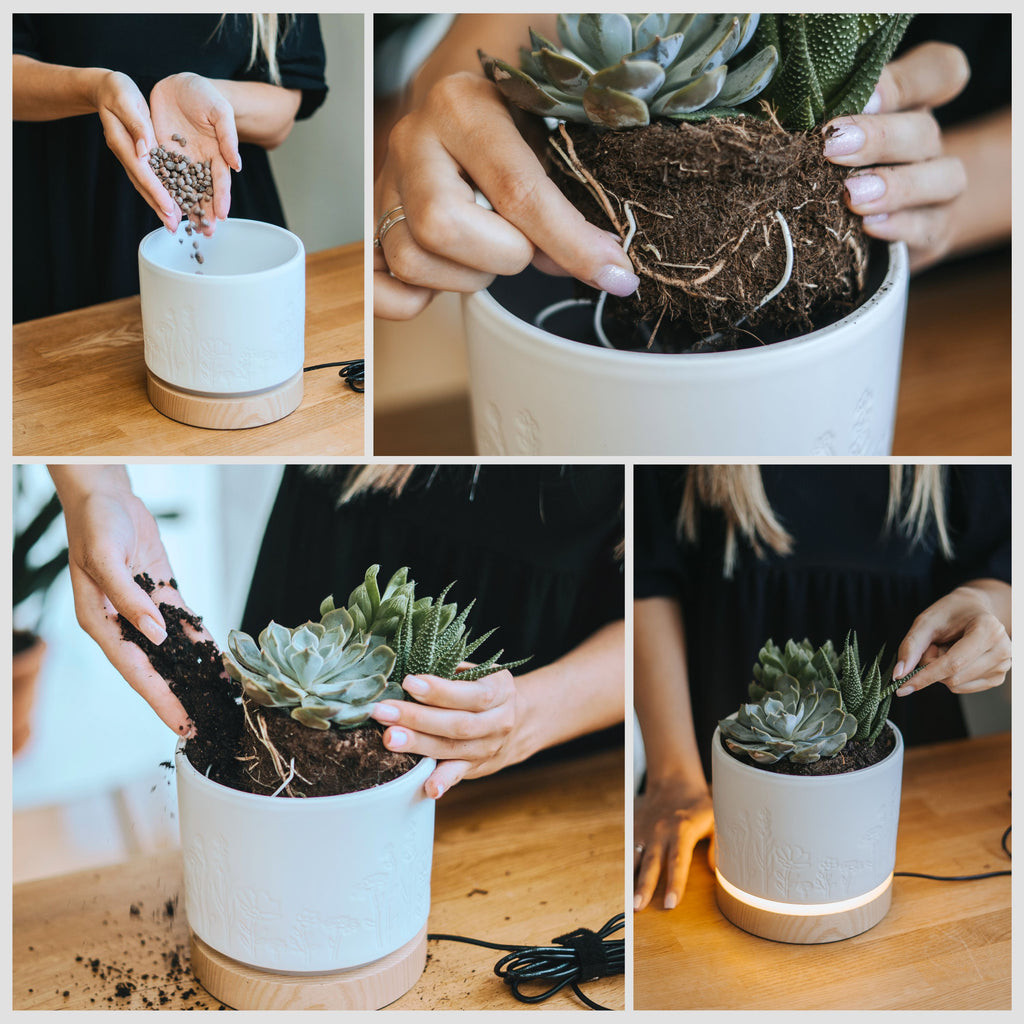 How to setup Magic Plantern