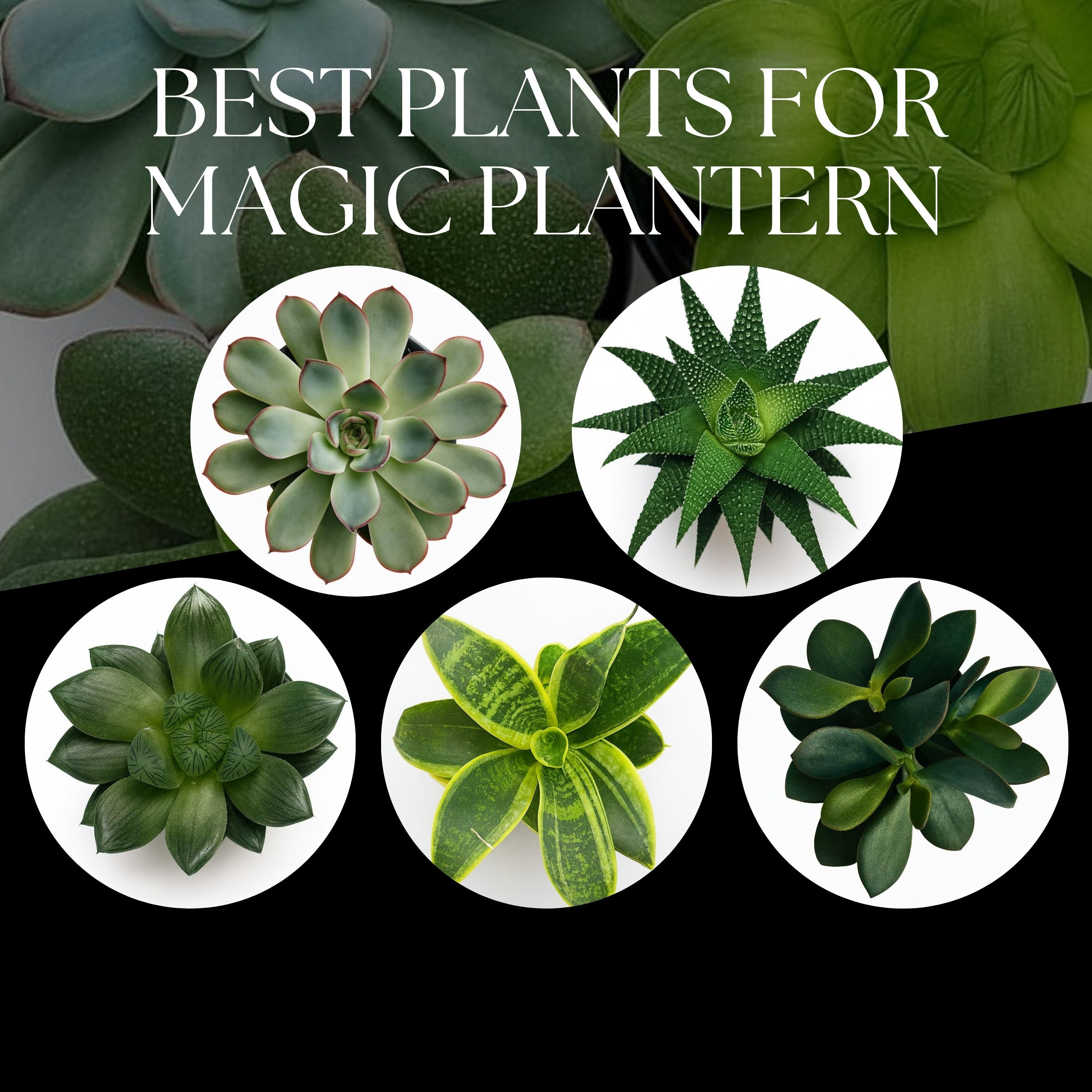 Best plants for Magic Plantern are succulent plants.