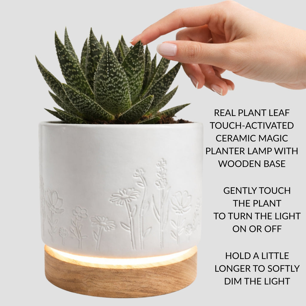 Magic Plantern - Wildflowers